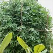 Blueberry - Outdoor 26