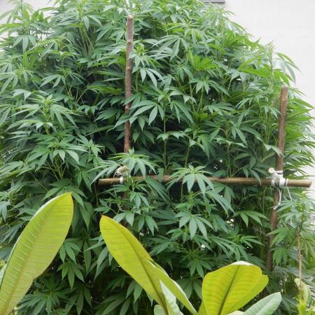 Blueberry - Outdoor 26