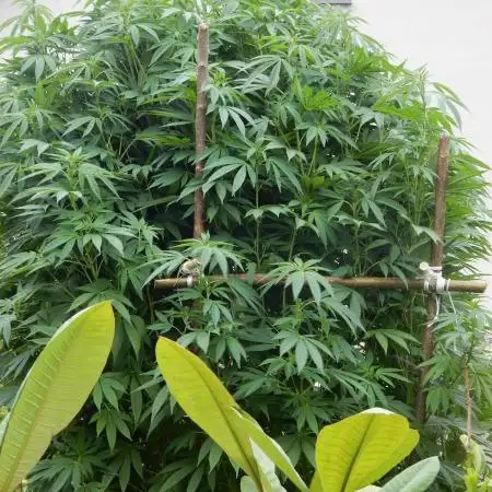 Blueberry - Outdoor 26
