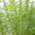 Strawberry Cough - A risky challenge!
