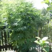 Jimmy went to the rainbow