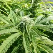 Blueberry - Outdoor 26