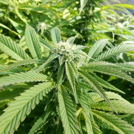 Blueberry - Outdoor 26