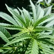 Blueberry - Outdoor 26