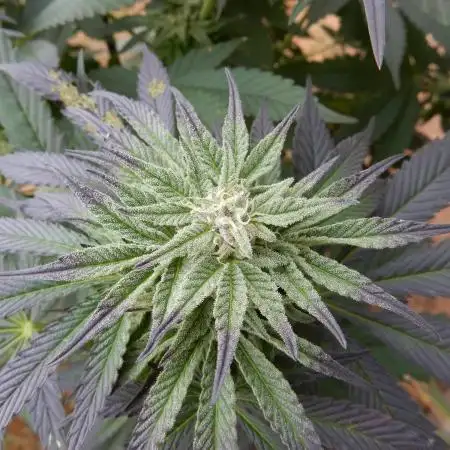 Ice Cream Haze (outdoor/indoor)
