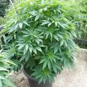 Blueberry - Outdoor 26