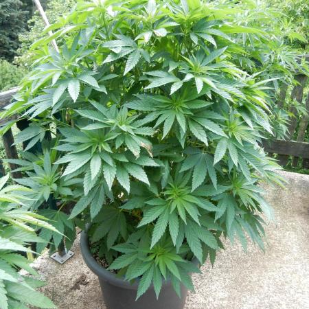 Blueberry - Outdoor 26