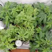 Euforia Winter-Grow from Clones