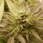 Ice Cream Haze (outdoor/indoor)