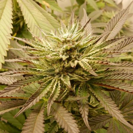 Ice Cream Haze (outdoor/indoor)