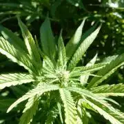Fruit Bomb Punch Outdoor - 26