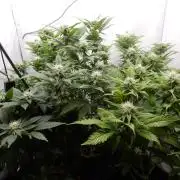 Euforia Winter-Grow from Clones