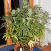 Ice Cream Haze (outdoor/indoor)