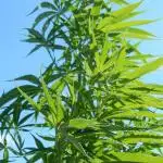 Passion Fruit - Outdoor