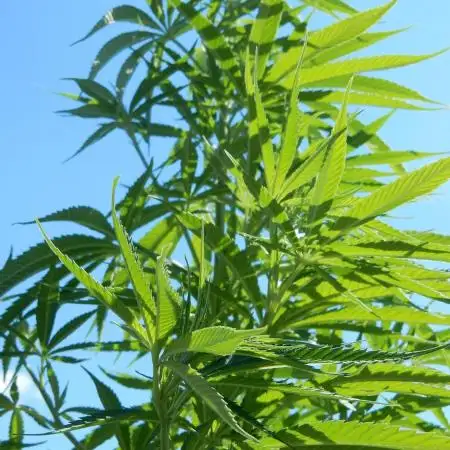 Passion Fruit - Outdoor