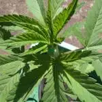 Ice Cream Haze (outdoor/indoor)