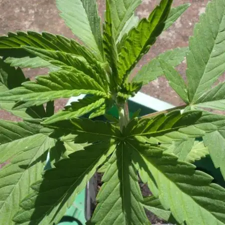 Ice Cream Haze (outdoor/indoor)