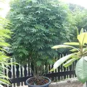 Blueberry - Outdoor 26