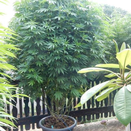 Blueberry - Outdoor 26