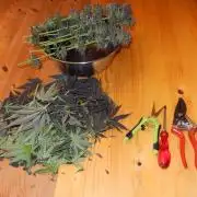 Skywalker Haze Outdoor