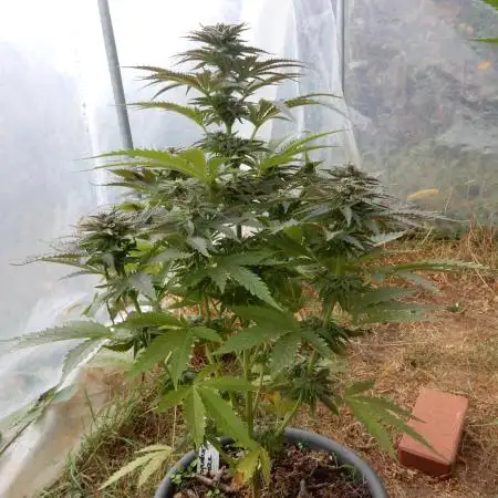 Skywalker Haze (indoor/outdoor)