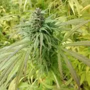 Hollands Hope - Oldschool Outdoor