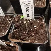 Ice Cream Cake F2