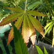 Fruit Bomb Punch Outdoor - 26