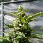 Auto Cinderella Jack Pyramid