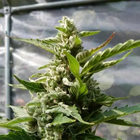 Auto Cinderella Jack Pyramid
