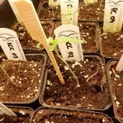 Ice Cream Cake F2
