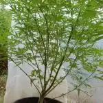 Strawberry Cough - A risky challenge!