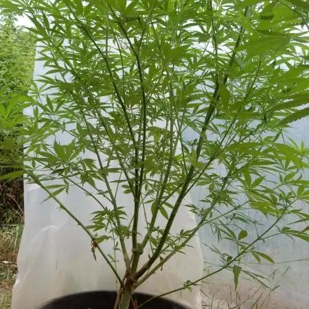 Strawberry Cough - A risky challenge!