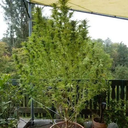 Passion Fruit - Outdoor