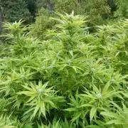 Fruit Bomb Punch Outdoor - 26
