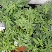 Euforia Winter-Grow from Clones