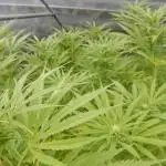 Strawberry Cough - A risky challenge!