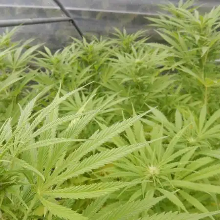 Strawberry Cough - A risky challenge!