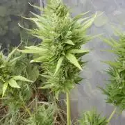 Candyland - Outdoor 26