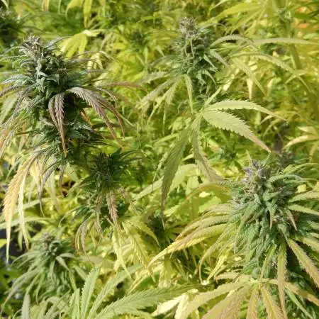 Hollands Hope - Oldschool Outdoor