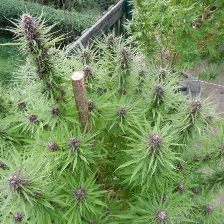 Durban Poison from Regulars