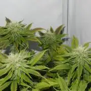 Euforia Winter-Grow from Clones