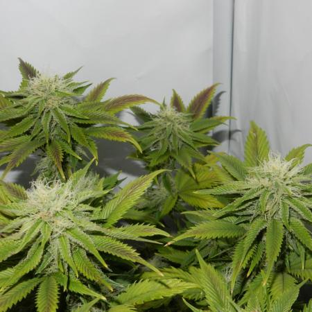 Euforia Winter-Grow from Clones