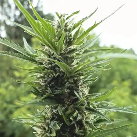 Auto Candy Bubatz XL Pyramid