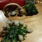 12/12 Euforia Grow from Clones