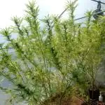 Strawberry Cough - A risky challenge!