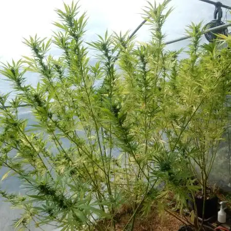 Strawberry Cough - A risky challenge!
