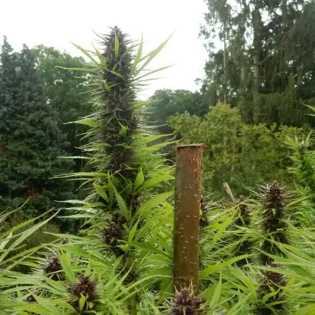 Durban Poison from Regulars