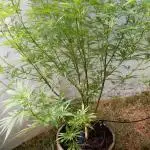 Strawberry Cough - A risky challenge!