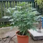 Ice Cream Haze (outdoor/indoor)